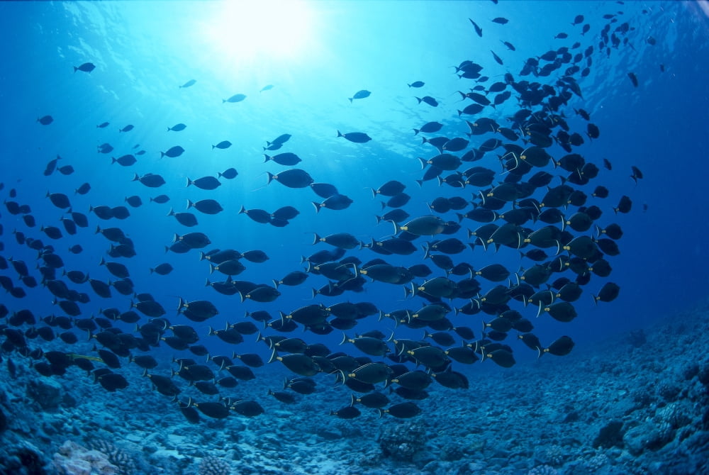 Hawaii Schooling Orangespine Unicornfish (Naso Lituratus) Sunburst B1945 Canvas Art - Dave Fleetham Design Pics (19 x 12)