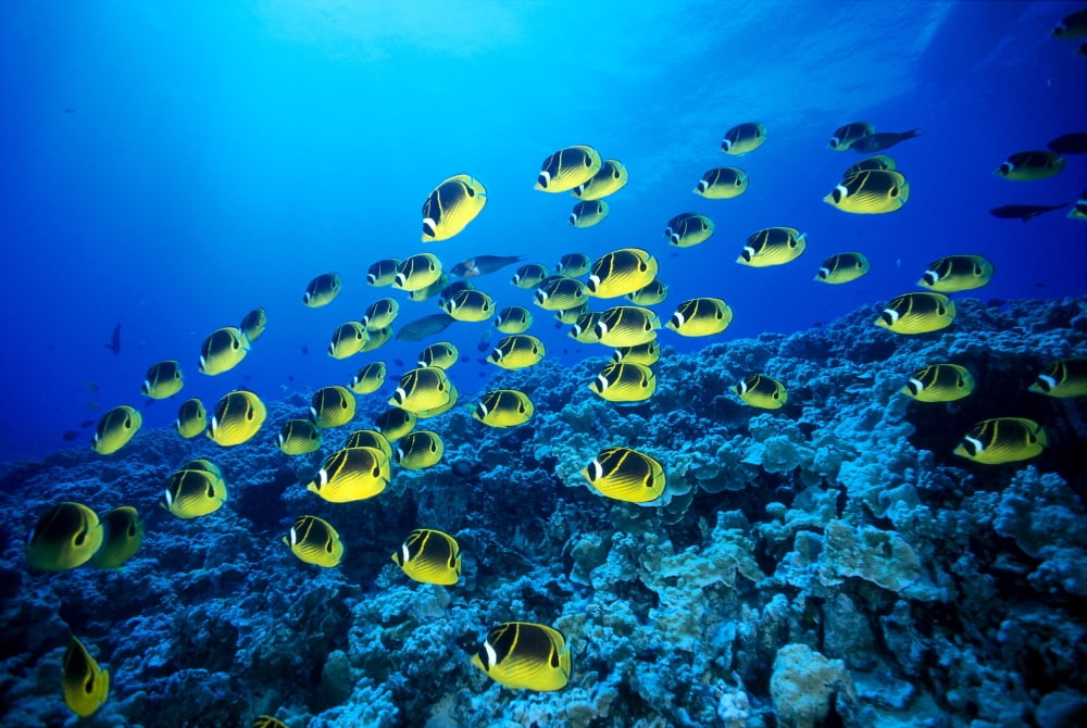 Hawaii Schooling Raccoon Butterflyfish (Chaetodon Lunula) B1913 Canvas Art - Dave Fleetham Design Pics (19 x 12)