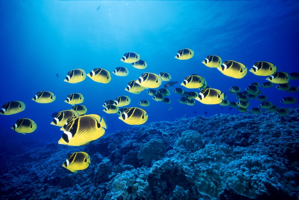 Hawaii Schooling Raccoon Butterflyfish (Chaetodon Lunula) B1938 Canvas Art - Dave Fleetham Design Pics (38 x 24)