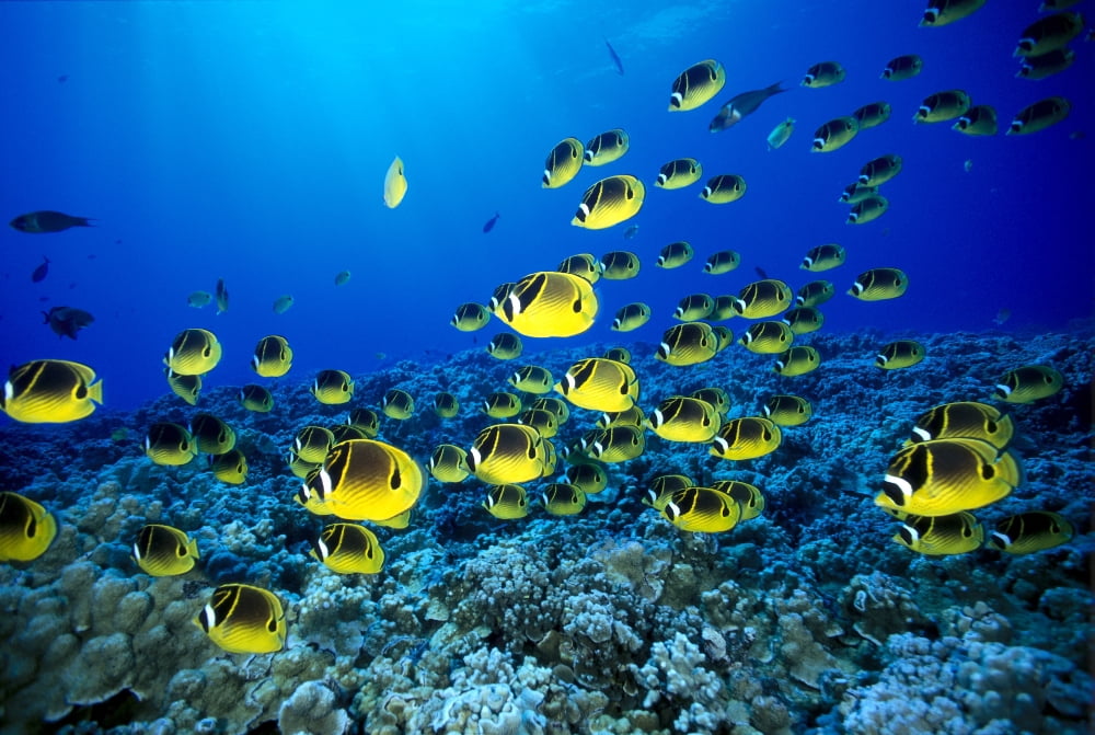 Hawaii Schooling Raccoon Butterflyfish (Chaetodon Lunula) Blue Ocean A82C Canvas Art - Dave Fleetham Design Pics (38 x 24)