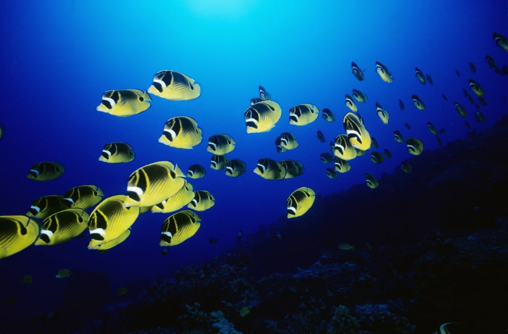 Hawaii Schooling Raccoon Butterflyfish (Chaetodon Lunula) Over Reef Canvas Art - Dave Fleetham Design Pics (17 x 11)