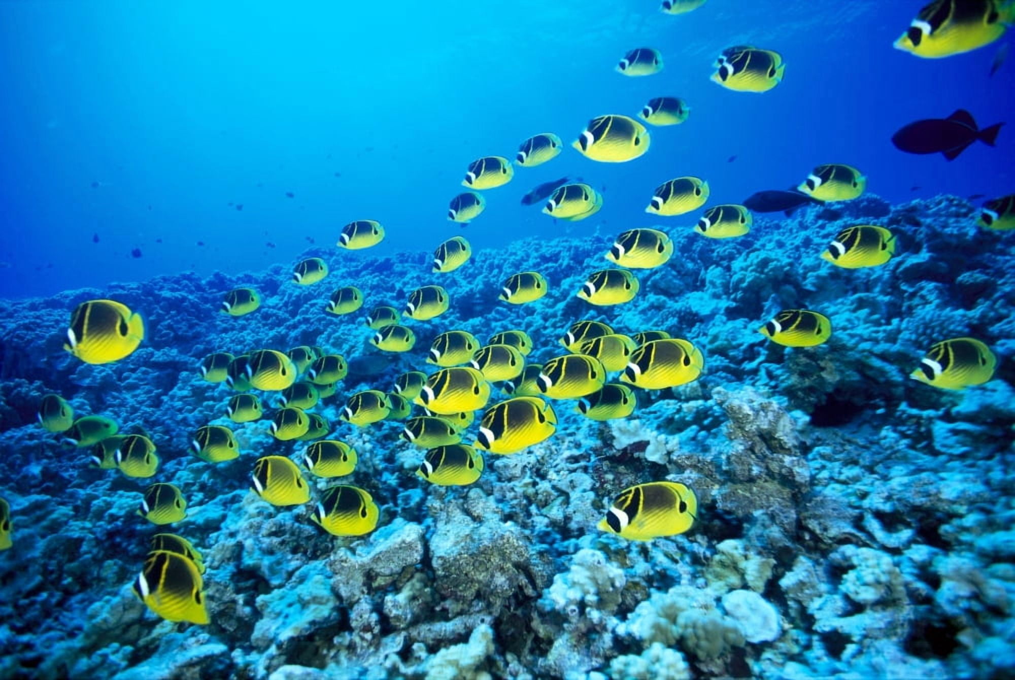 Hawaii Schooling Raccoon Butterflyfish In Bright Blue Ocean (Chaetodon Lunula) C1960 Canvas Art - Dave Fleetham  Design Pics (19 x 12)