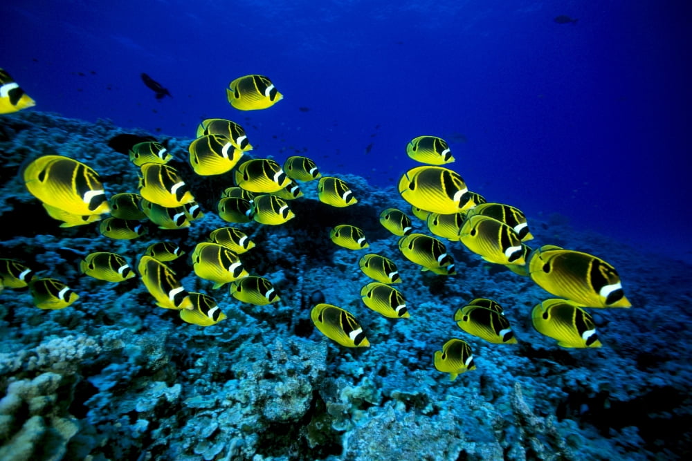 Hawaii Schooling Raccoon Butterflyfish Over Reef (Chaetodon Lunula) C1914 Canvas Art - Dave Fleetham Design Pics (19 x 12)
