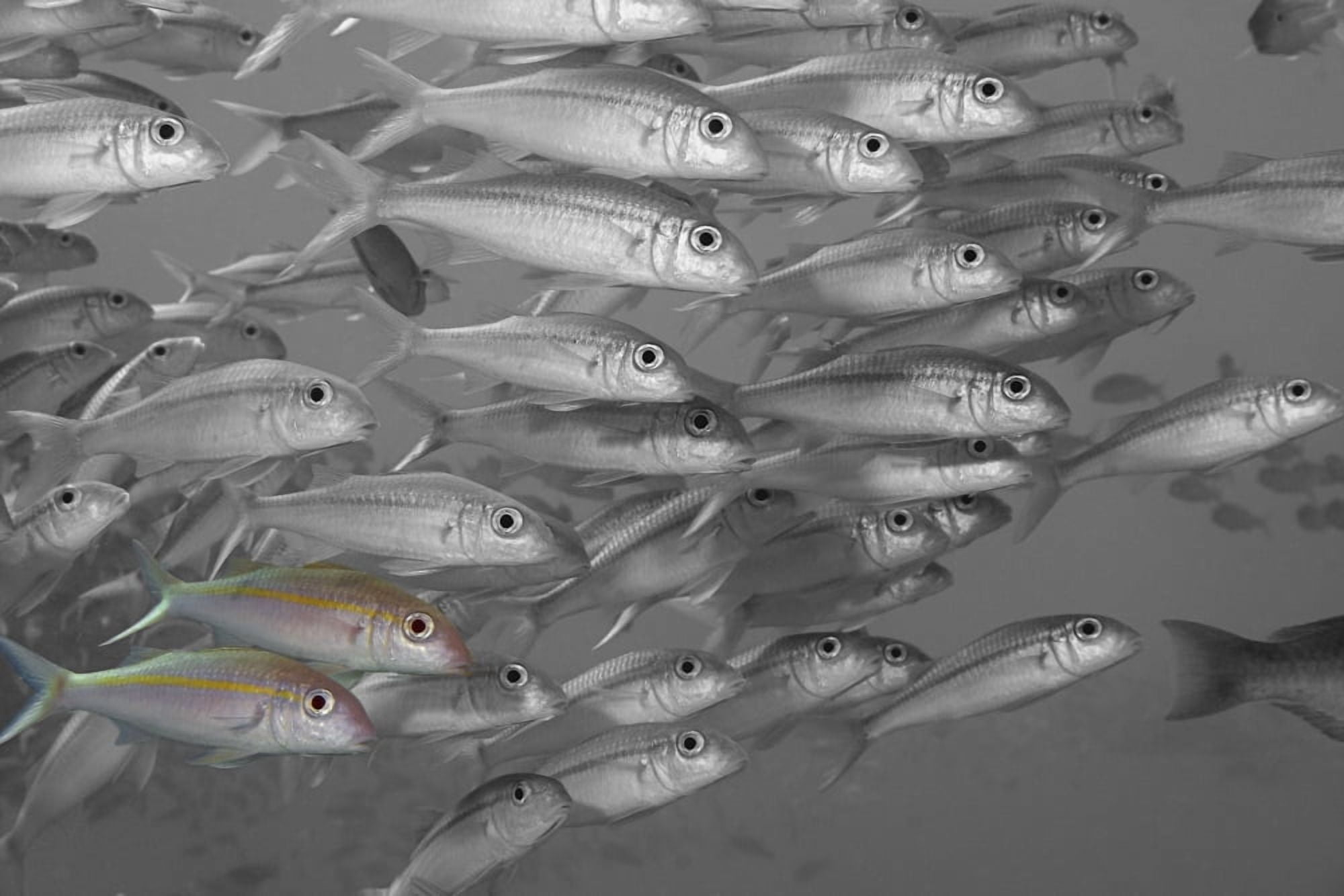 Hawaii Selective Black And White On A School Of Yellowfin Goatfish (Mulloidichthys Vanicolensis) Canvas Art - Dave Fleetham Design Pics (17 x 11)