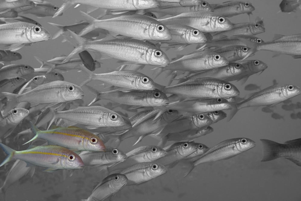Hawaii Selective Black And White On A School Of Yellowfin Goatfish (Mulloidichthys Vanicolensis) Canvas Art - Dave Fleetham Design Pics (34 x 22)