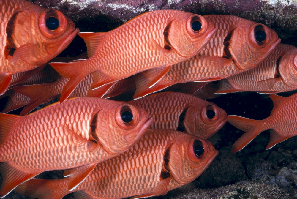 Hawaii Shoulderbar Soldierfish (Myripristis Kuntee) Close-Up Group B1919 Canvas Art - Ed Robinson Design Pics (19 x 12)