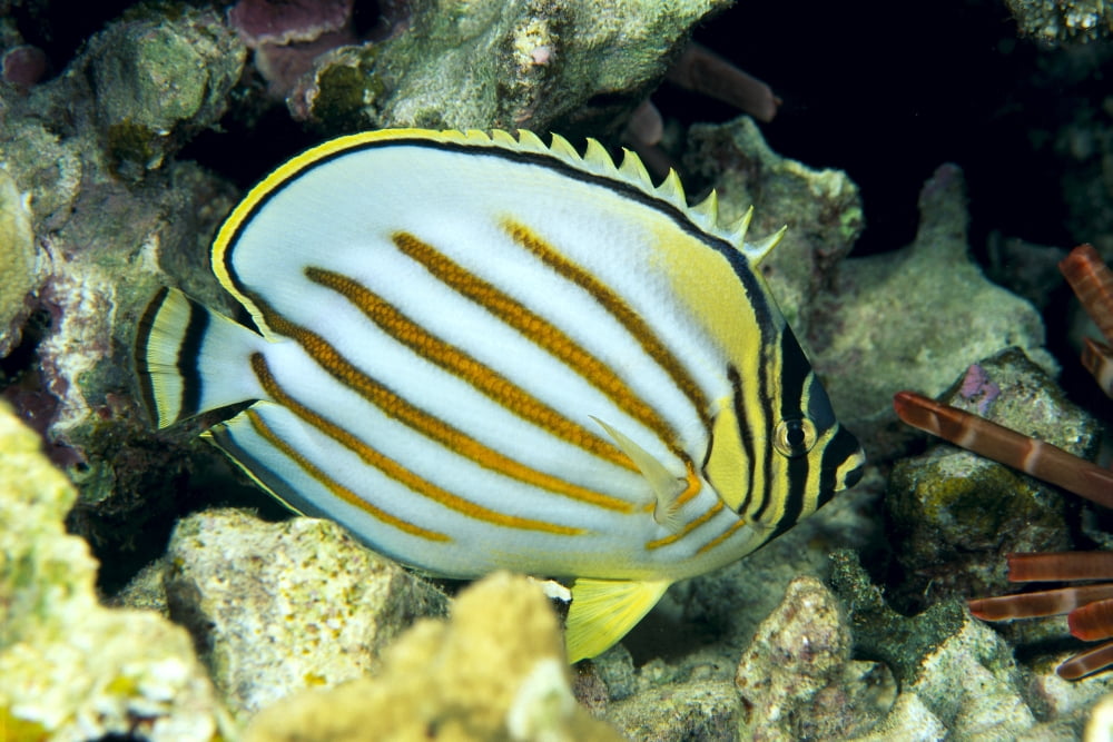 Hawaii Side Back View Of Orange Striped Ornate Butterflyfish (Chaetodon Ornatissimus) Canvas Art - Dave Fleetham Design Pics (19 x 12)
