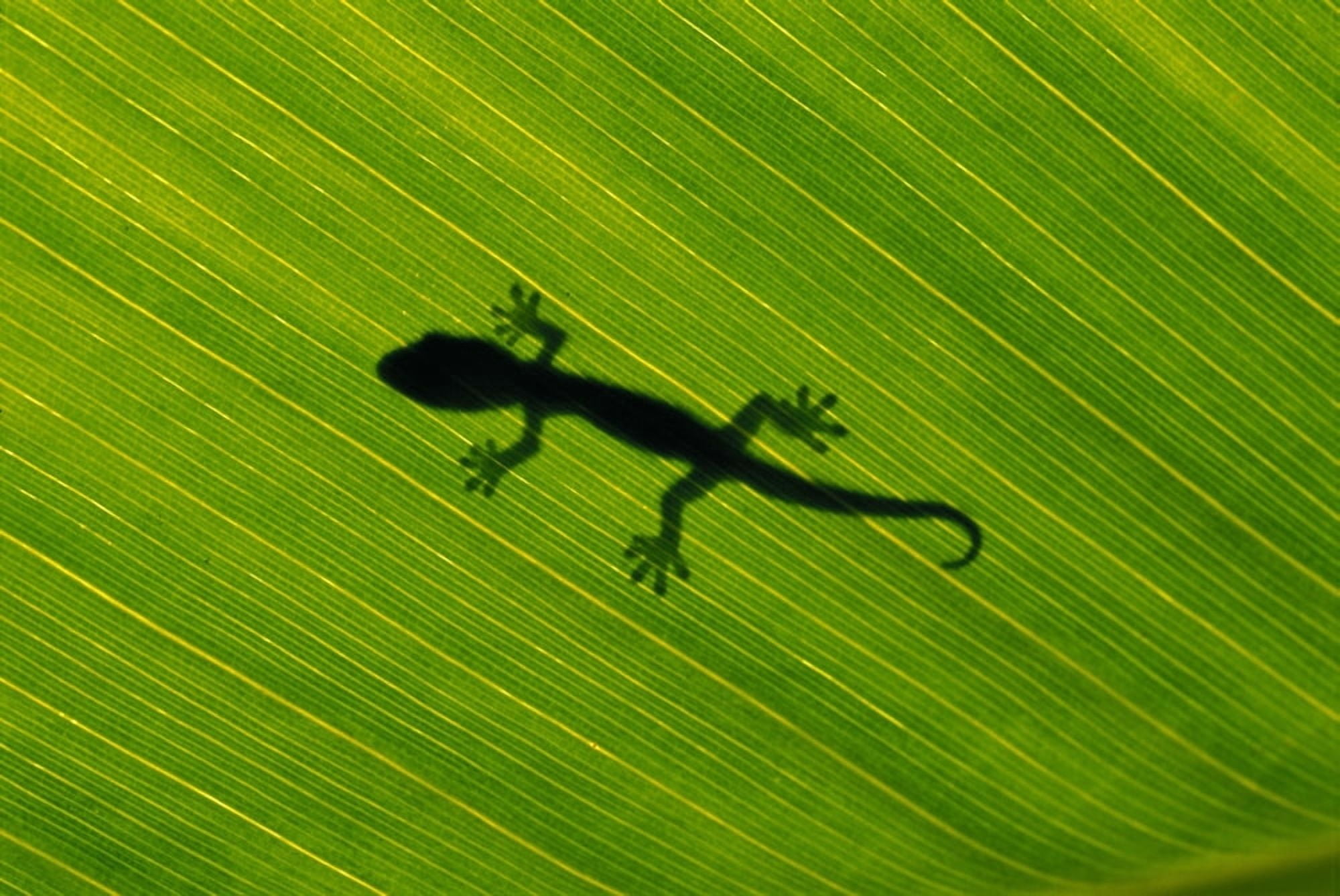 Hawaii Silhouette Of Gecko Through Leaf Of Banana Plant Canvas Art - Dave Fleetham Design Pics (38 x 24)