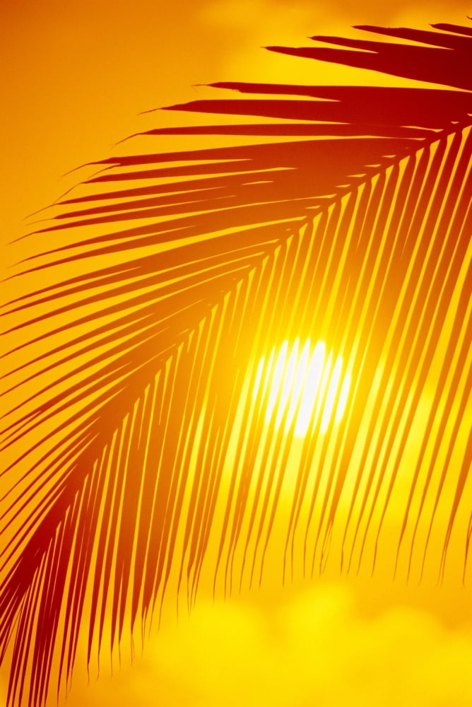 Hawaii Silhouette Of Palm Frond Against Golden Orange Sky Sun Ball Puffy Cloud Along Bottom Canvas Art - Ron Dahlquist Design Pics (24 x 38)
