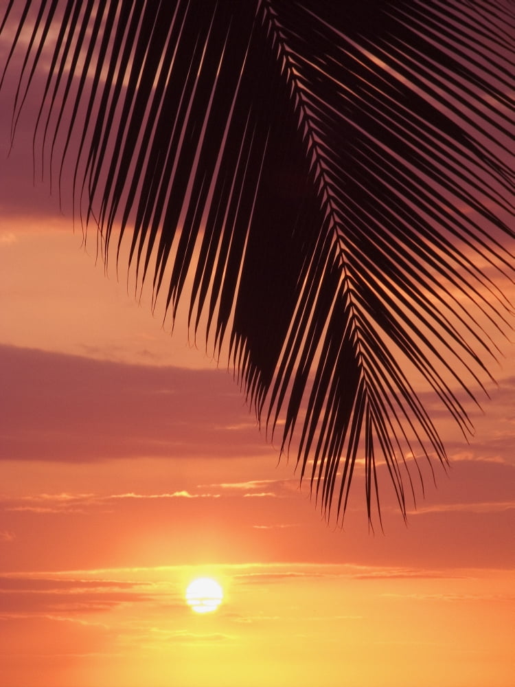 Hawaii Silhouette Of Palm Frond Against Orange Sunset Canvas Art - Ron Dahlquist Design Pics (13 x 17)