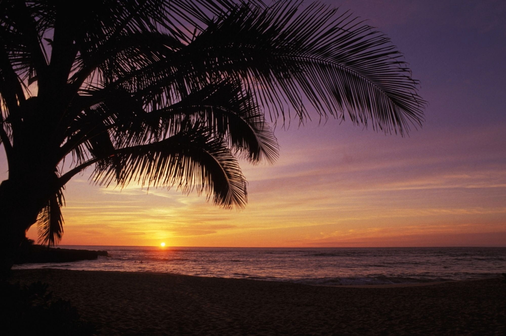 Hawaii Silhouette Of Palm Tree Near Ocean Colorful Sunset Canvas Art - Peter French Design Pics (17 x 11)