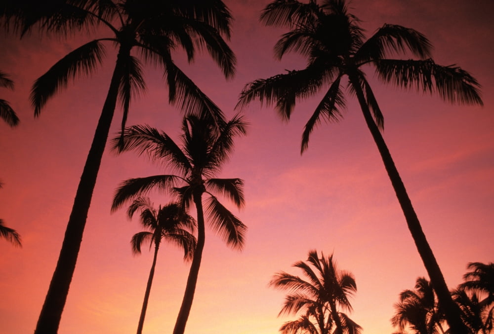 Hawaii Silhouette Of Palm Trees At Sunset Pink Sky Canvas Art - Dana Edmunds Design Pics (17 x 11)
