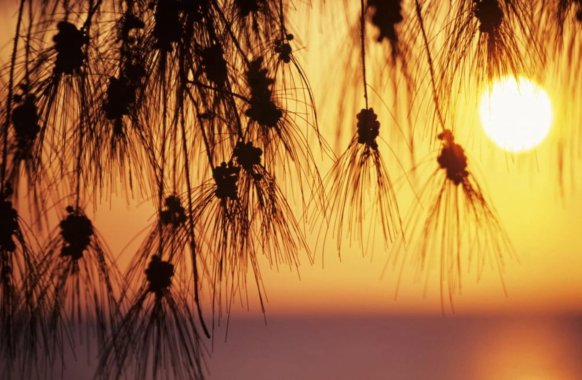 Hawaii Silhouetted Branches Of Ironwood Pine Orange Sunset Over Ocean In Background Canvas Art - Rita Ariyoshi Design Pics (17 x 11)