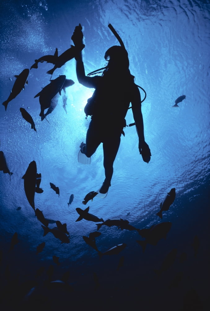 Hawaii Silhouetted Diver And Reef Fish View From Below Sunburst Canvas Art - Ed Robinson Design Pics (12 x 19)