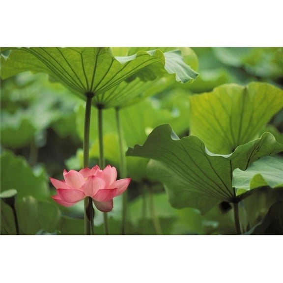 Hawaii Single Bright Pink Full Lotus Blossom Amongst Green Leaf & Stems Poster Print, 17 x 11