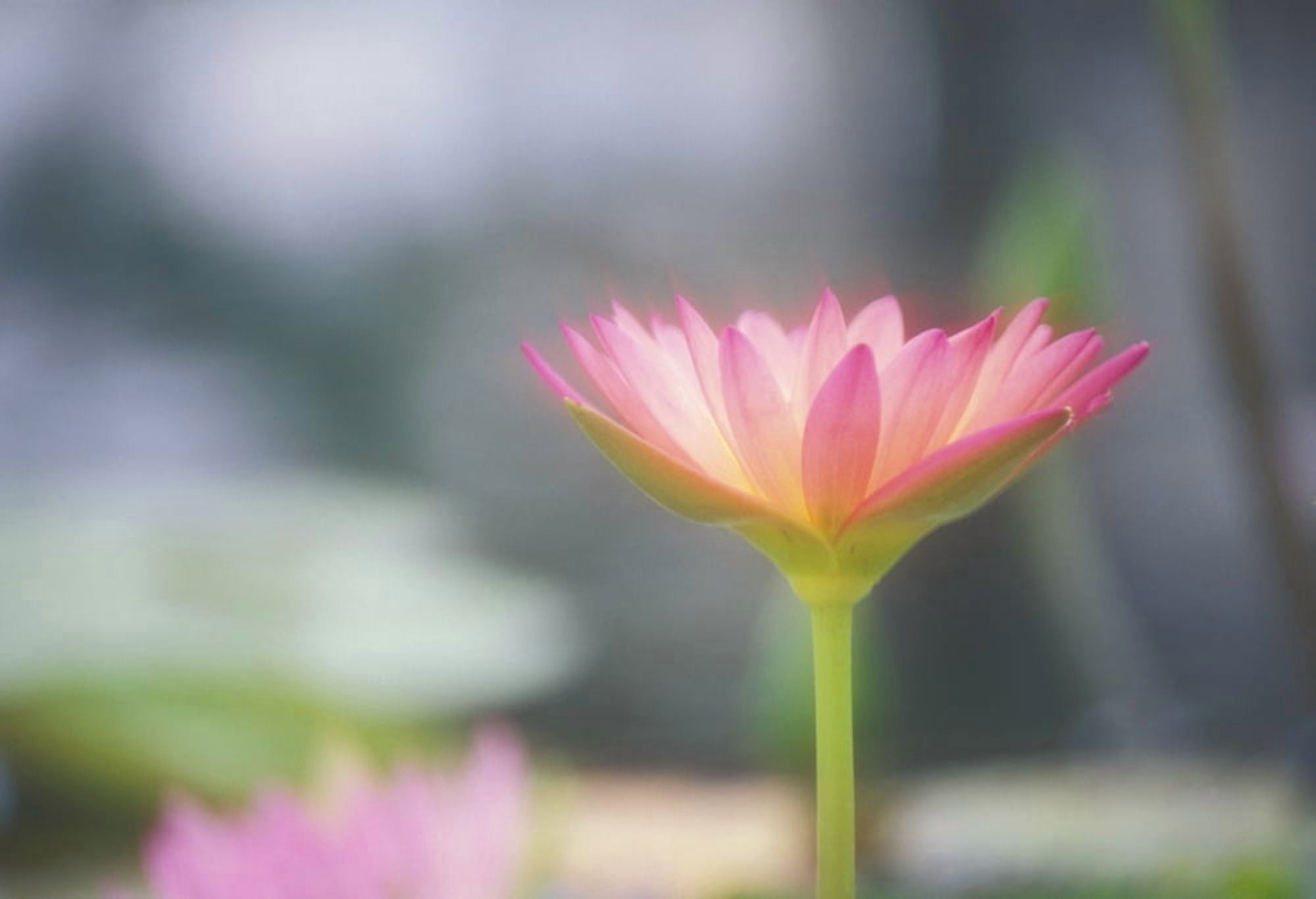 Hawaii Soft Focus Close-Up Side View Of Pink Water Lily Outdoor On Plant Blurry Background Canvas Art - Ron Dahlquist Design Pics (17 x 11)