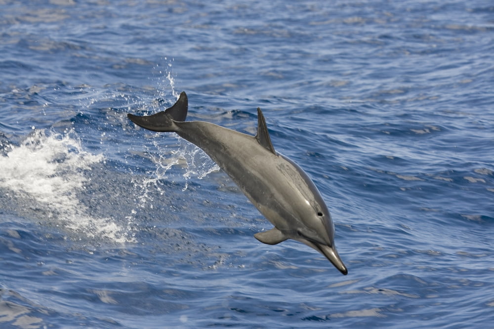 Hawaii Spinner Dolphin (Stenella Longirostris) Leaps Into The Air Canvas Art - Dave Fleetham Design Pics (17 x 11)