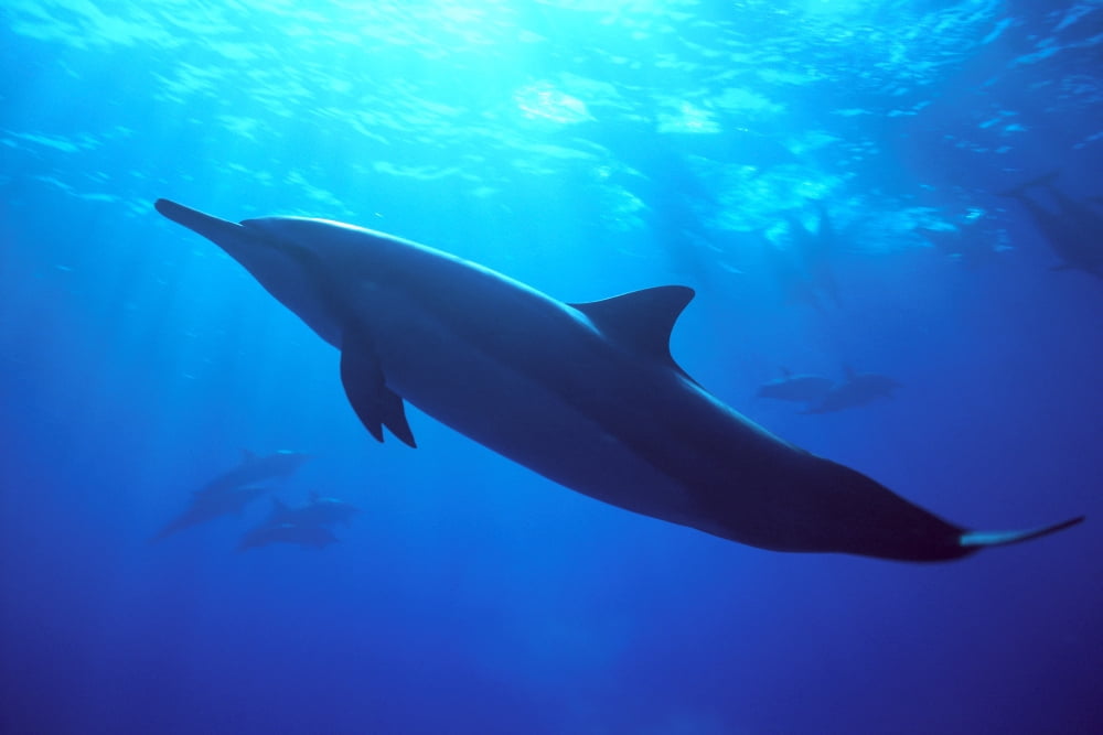 Hawaii Spinner Dolphin (Stenella Longirostris) Near Surface Reflections C1986 Canvas Art - Dave Fleetham Design Pics (38 x 24)