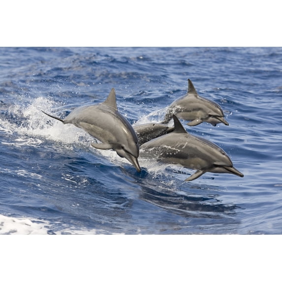 Hawaii Spinner Dolphins Leap Into The Air At The Same Time. Poster Print