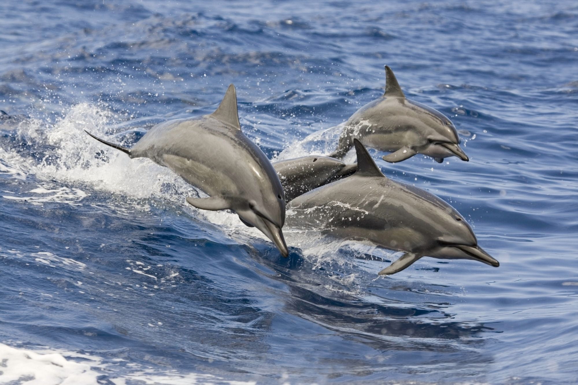 Hawaii Spinner Dolphins (Stenella Longirostris) Leap Into The Air At The Same Time Canvas Art - Dave Fleetham Design Pics (34 x 22)