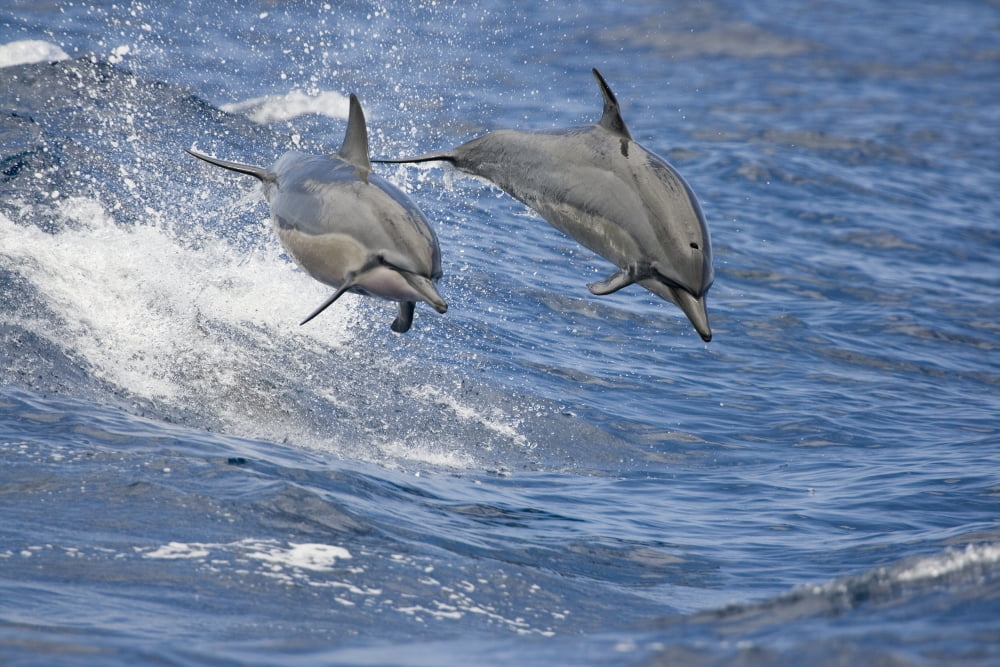 Hawaii Spinner Dolphins (Stenella Longirostris) Leap Into The Air At The Same Time Canvas Art - Dave Fleetham Design Pics (34 x 22)