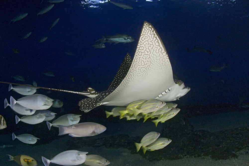 Hawaii Spotted Eagle Ray (Aetobatis Narinari) And Reef Fish Canvas Art - Dave Fleetham Design Pics (18 x 12)