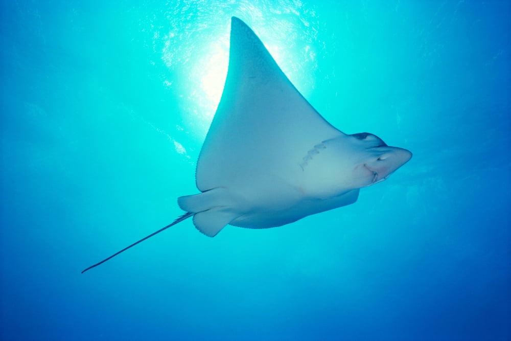 Hawaii Spotted Eagle Ray (Aetobatus narinari) sunburst Canvas Art - Ed Robinson Design Pics (20 x 13)