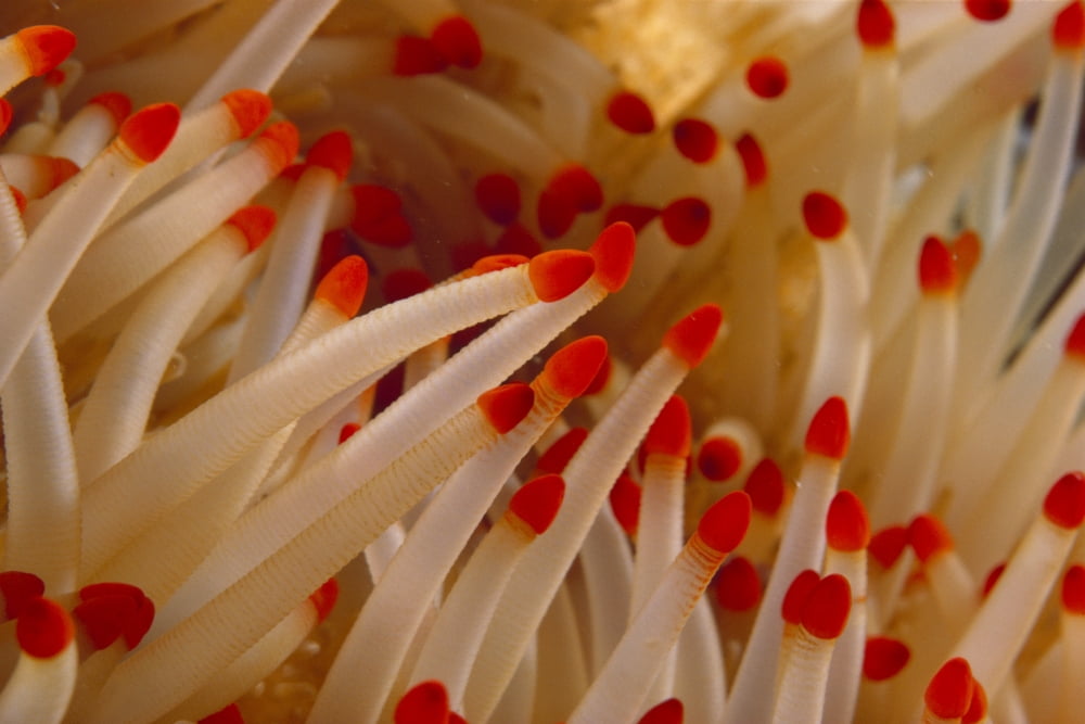 Hawaii Starfish Close-Up Detail Of Tentacles Canvas Art - Dave Fleetham Design Pics (38 x 24)