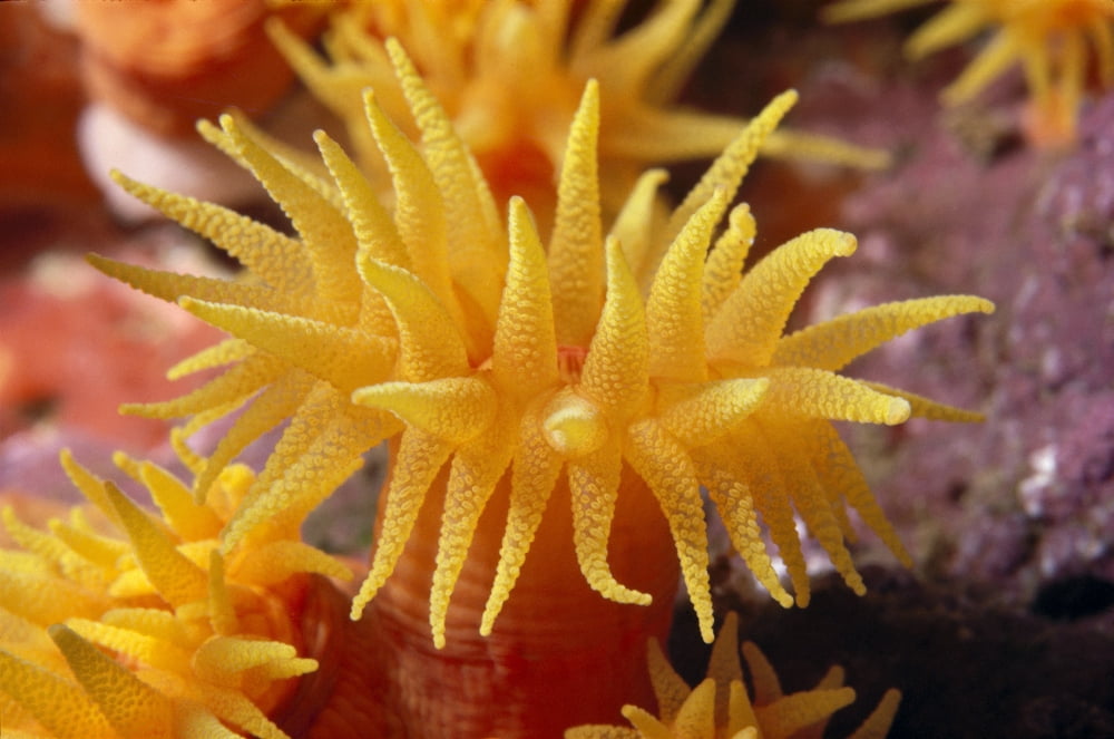 Hawaii Stony Cup Coral (Tube Coral) Close-Up Detail Canvas Art - Ed Robinson Design Pics (19 x 12)