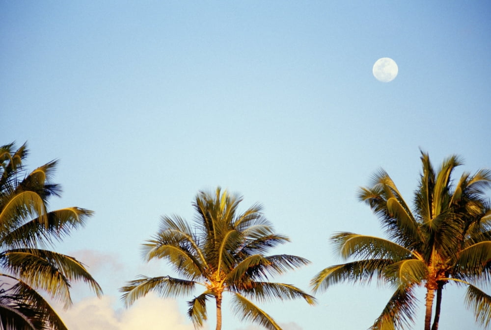 Hawaii Tall Palm Trees Against Blue Sky Full Moon Above Canvas Art - Kyle Rothenborg Design Pics (19 x 12)