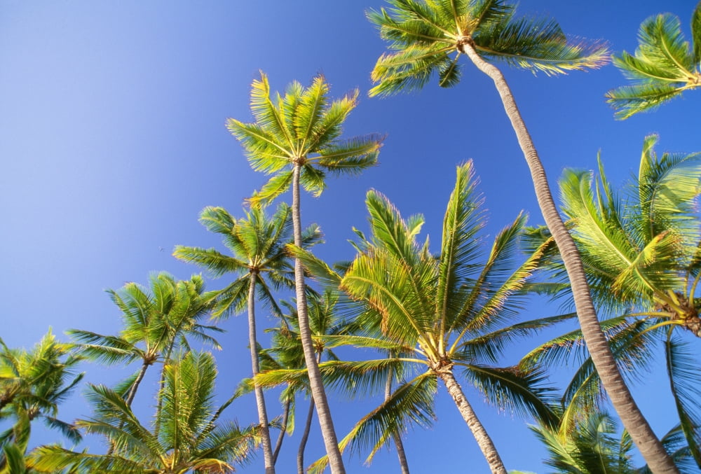 Hawaii Tall Palm Trees Against Bright Blue Sky Canvas Art - Chris Abraham Design Pics (38 x 24)