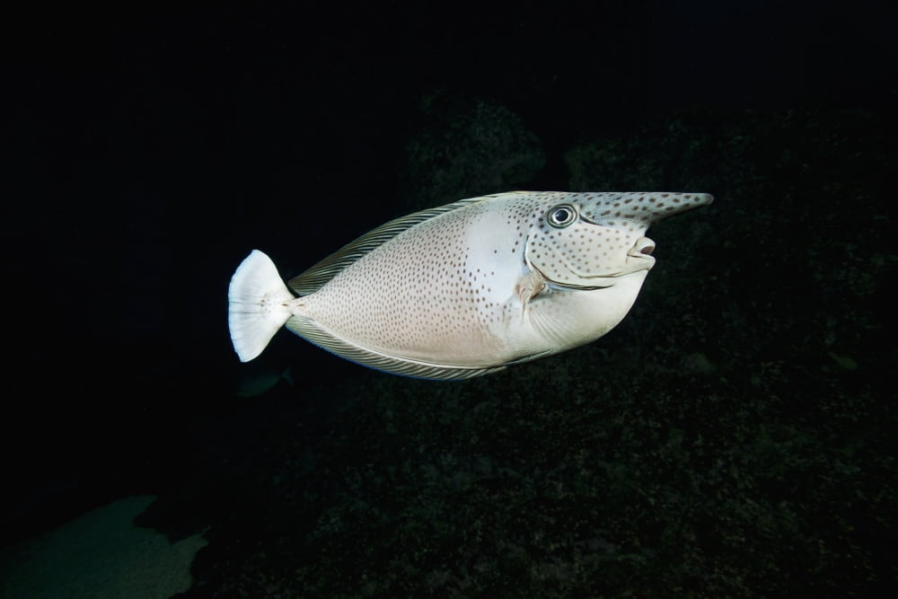 Hawaii The Paletail unicornfish (Naso brevirostris) is called Kala lolo in Hawaiian Canvas Art - Dave Fleetham Design Pics (38 x 24)