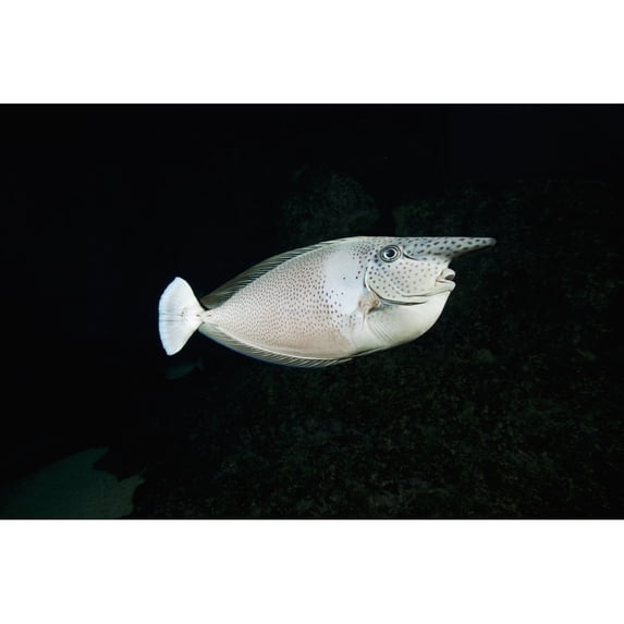 Hawaii The Paletail unicornfish is called "Kala lolo" in Hawaiian. Poster Print