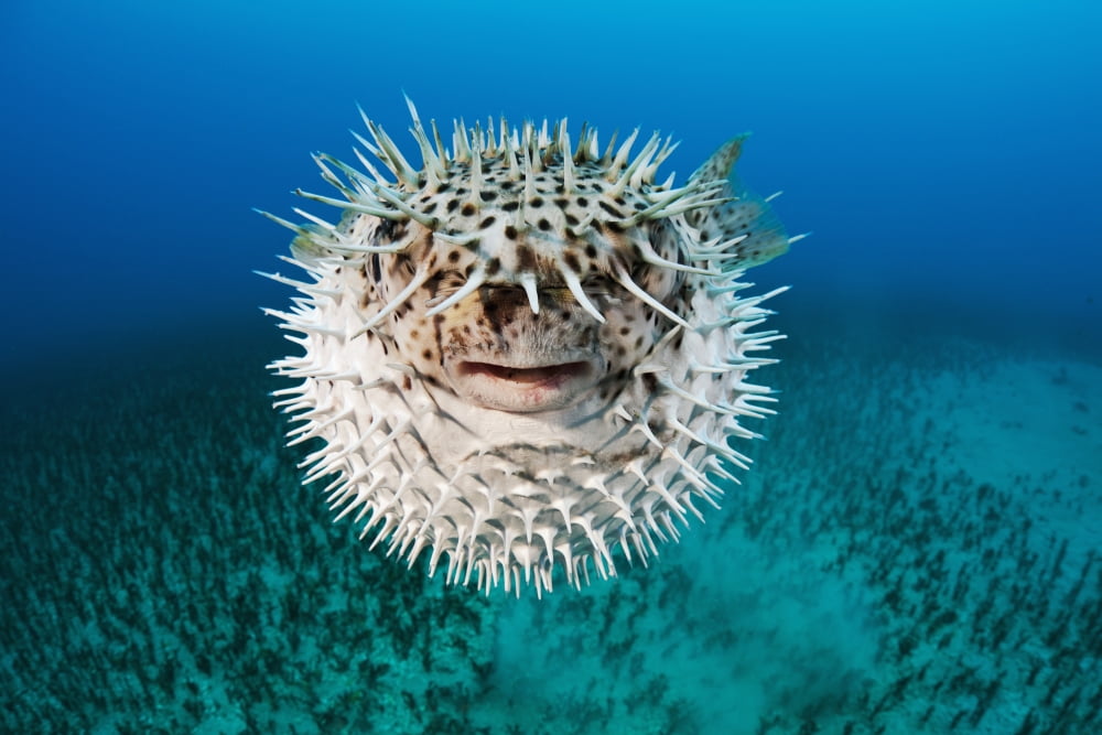 Hawaii The spotted porcupinefish (Diodon hystrix) floating in deep blue pacific waters Canvas Art - Dave Fleetham Design Pics (18 x 12)