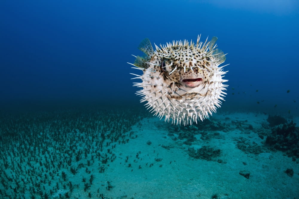 Hawaii The spotted porcupinefish (Diodon hystrix) floating in deep blue pacific waters Canvas Art - Dave Fleetham Design Pics (18 x 12)