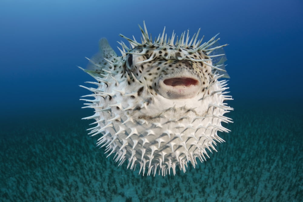 Hawaii The spotted porcupinefish (Diodon hystrix) floating in deep blue pacific waters Canvas Art - Dave Fleetham Design Pics (38 x 24)