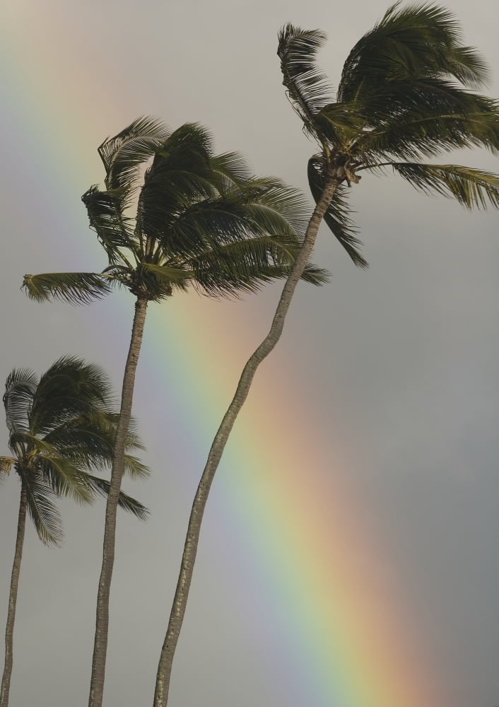 Hawaii Three Palm Trees Bend In The Wind With A Large Vibrant Rainbow Behind Them Canvas Art - Ron Dahlquist Design Pics (12 x 17)