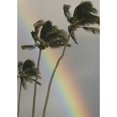thumbnail image 1 of Hawaii Three Palm Trees Bend In The Wind With A Large Vibrant Rainbow Behind Them. Poster Print, 1 of 3