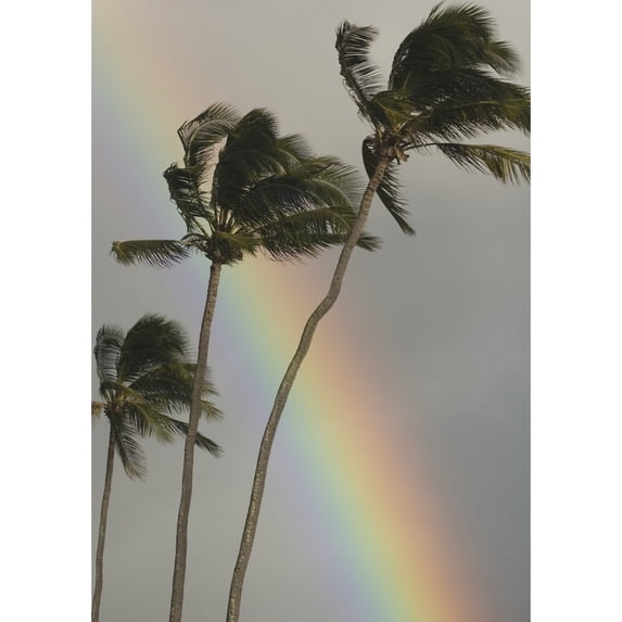 Hawaii Three Palm Trees Bend In The Wind With A Large Vibrant Rainbow Behind Them. Poster Print