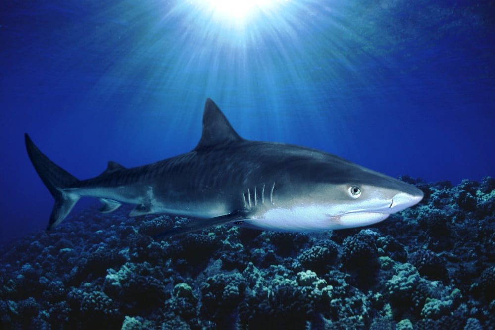 Hawaii Tiger Shark Over Reef Sunburst (Galeocerdo Cuvier) Canvas Art - Dave Fleetham Design Pics (16 x 11)