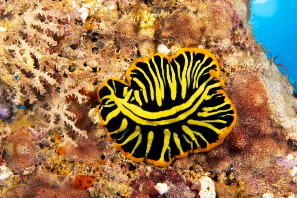 Hawaii Top View Of Leopard Flatworm Close-Up (Pseudoceros Pardalis) Canvas Art - Dave Fleetham Design Pics (38 x 24)