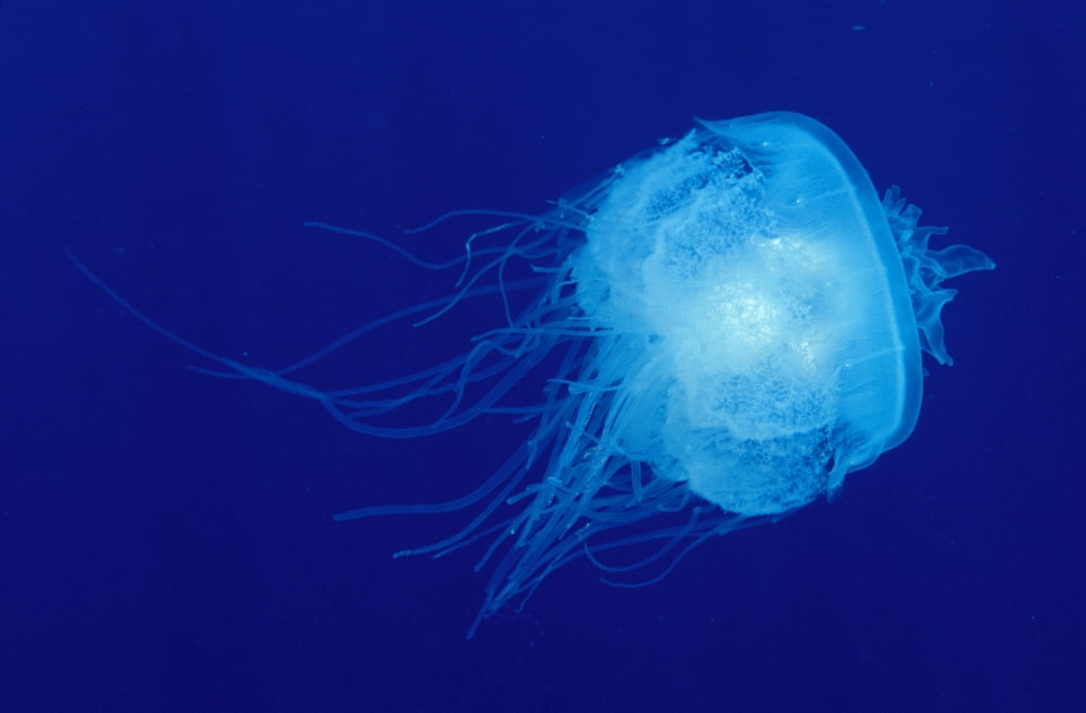 Hawaii Translucent Jellyfish (Cephea Cephea) Floats In Deep Blue Water Canvas Art - Dave Fleetham Design Pics (17 x 11)