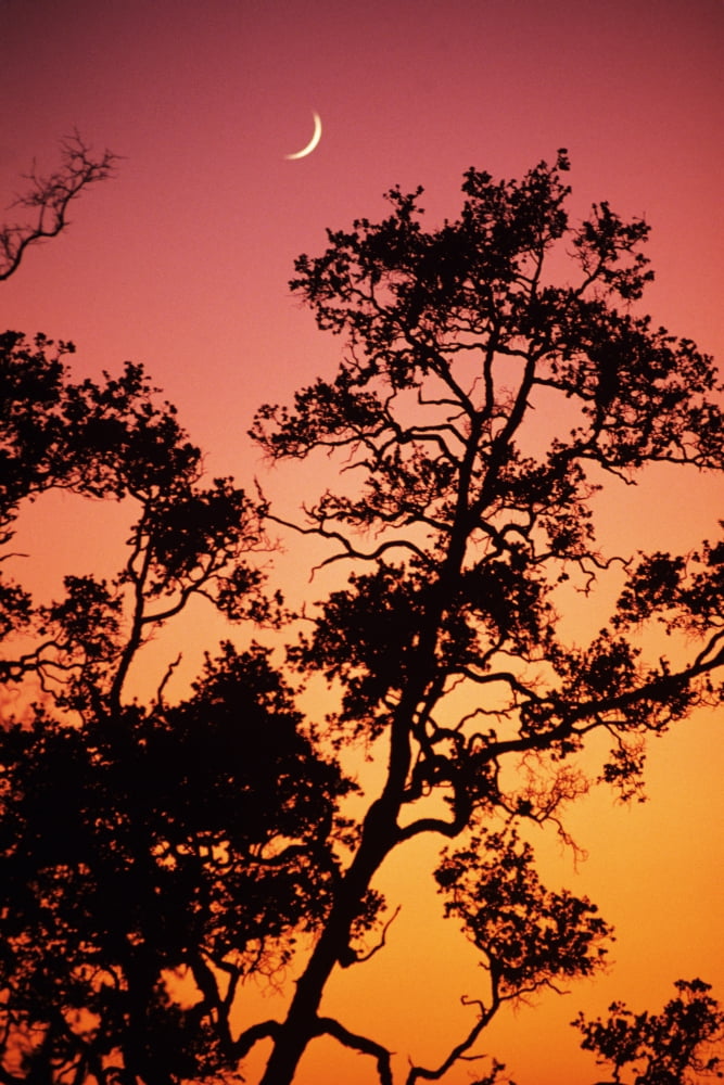 Hawaii Tree Silhouetted Against Colorful Sunset Crescent Moon In Sky Canvas Art - Allan Seiden Design Pics (11 x 17)