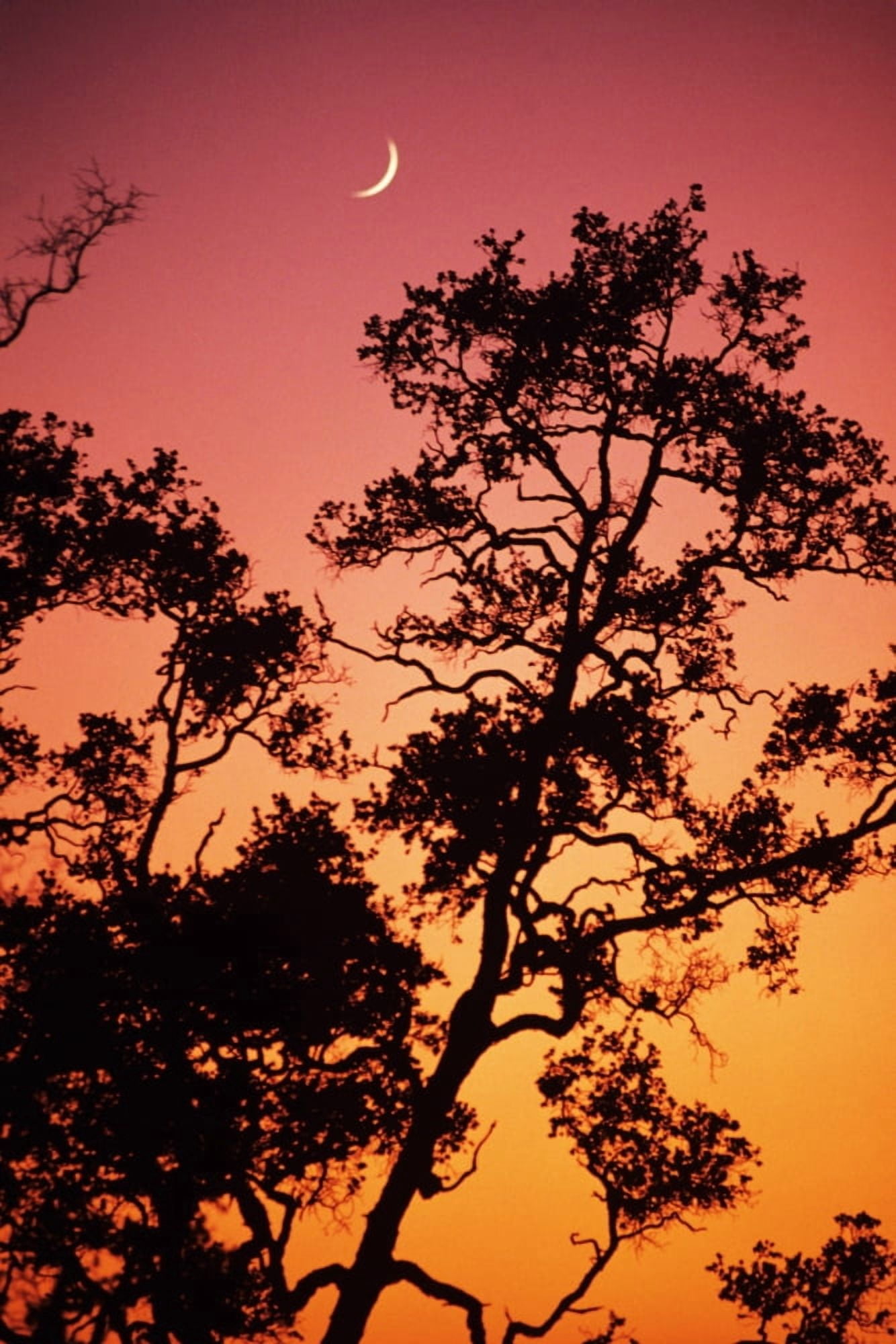 Hawaii Tree Silhouetted Against Colorful Sunset Crescent Moon In Sky Canvas Art - Allan Seiden Design Pics (22 x 34)