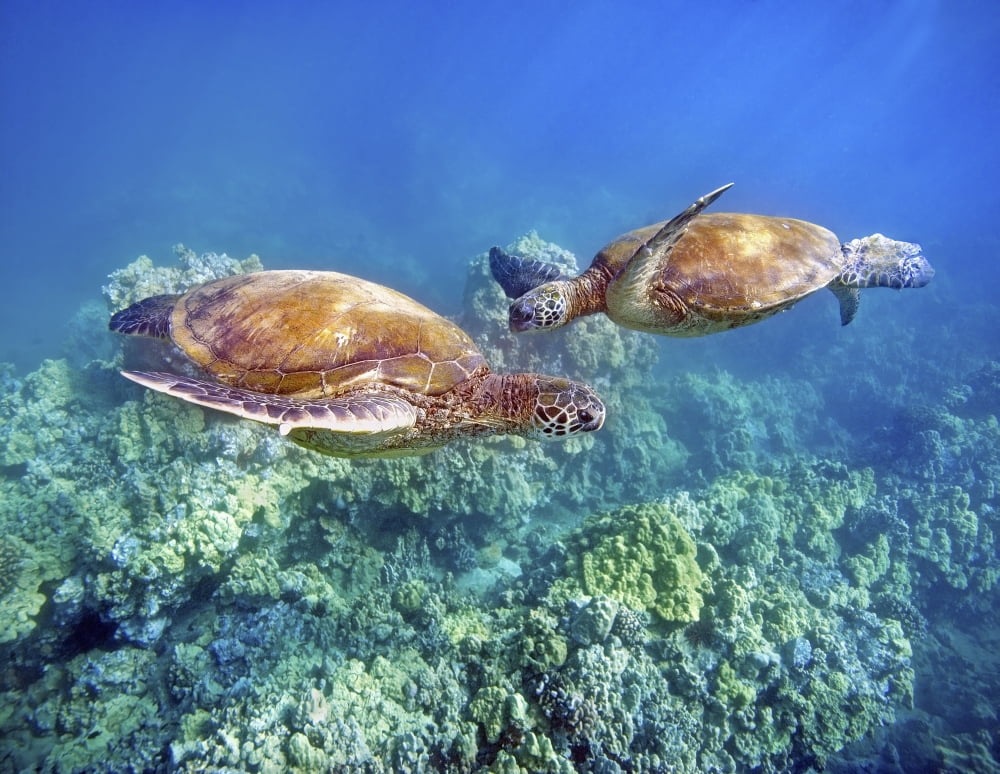 Hawaii Two Green Sea Turtles (Chelonia Mydas) An Endangered Species Canvas Art - M Swiet Productions Design Pics (34 x 26)