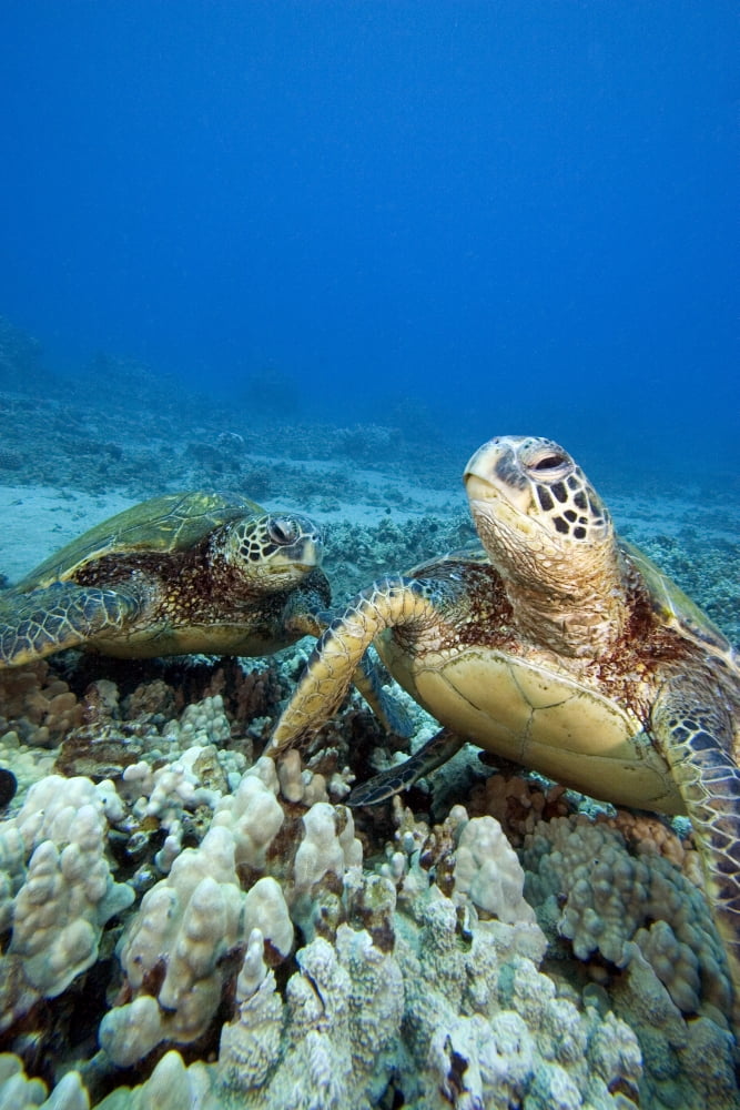 Hawaii Two Green Sea Turtles (Chelonia Mydas) On Colorful Coral Reef Canvas Art - Dave Fleetham Design Pics (11 x 17)