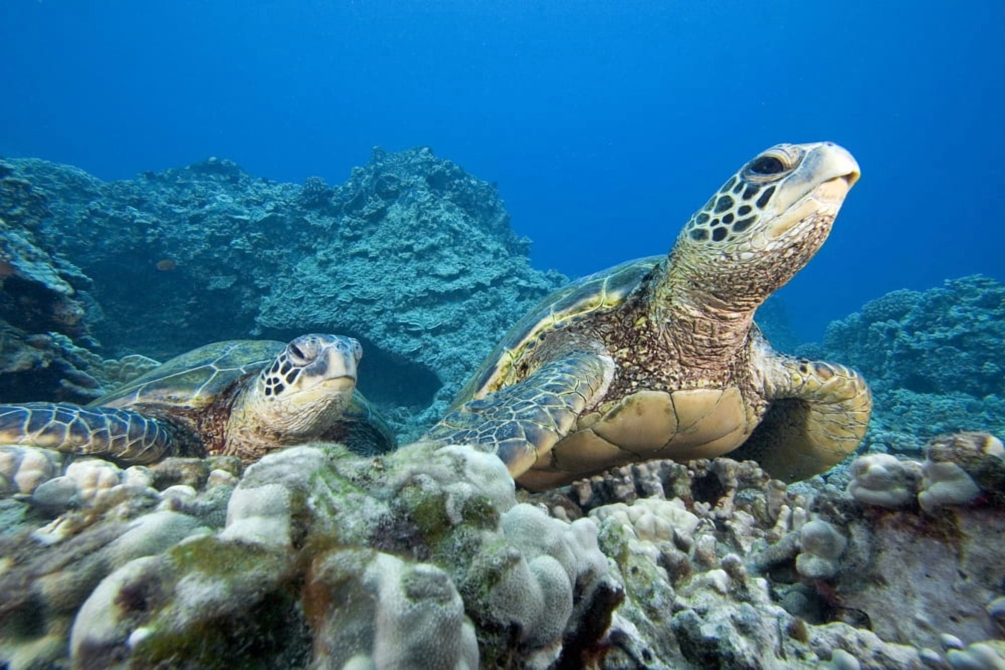 Hawaii Two Green Sea Turtles (Chelonia Mydas) On Colorful Coral Reef Canvas Art - Dave Fleetham Design Pics (17 x 11)