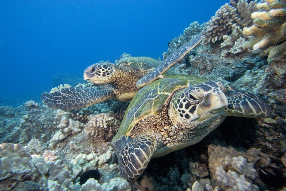 Hawaii Two Green Sea Turtles (Chelonia Mydas) On Colorful Coral Reef Canvas Art - Dave Fleetham Design Pics (34 x 22)