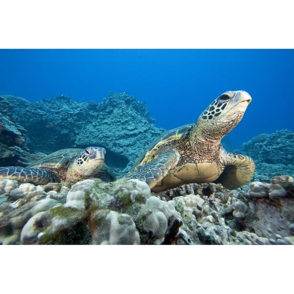 Hawaii, Two Green Sea Turtles (Chelonia Mydas) On Colorful Coral Reef. Poster Print (17 x 11)