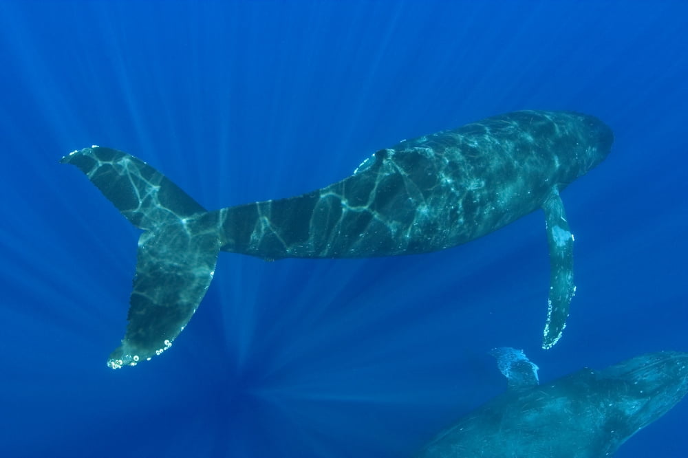 Hawaii Two Humpback Whales (Megaptera Novaeangliae) Swimming In Deep Blue Ocean Canvas Art - Dave Fleetham Design Pics (18 x 12)